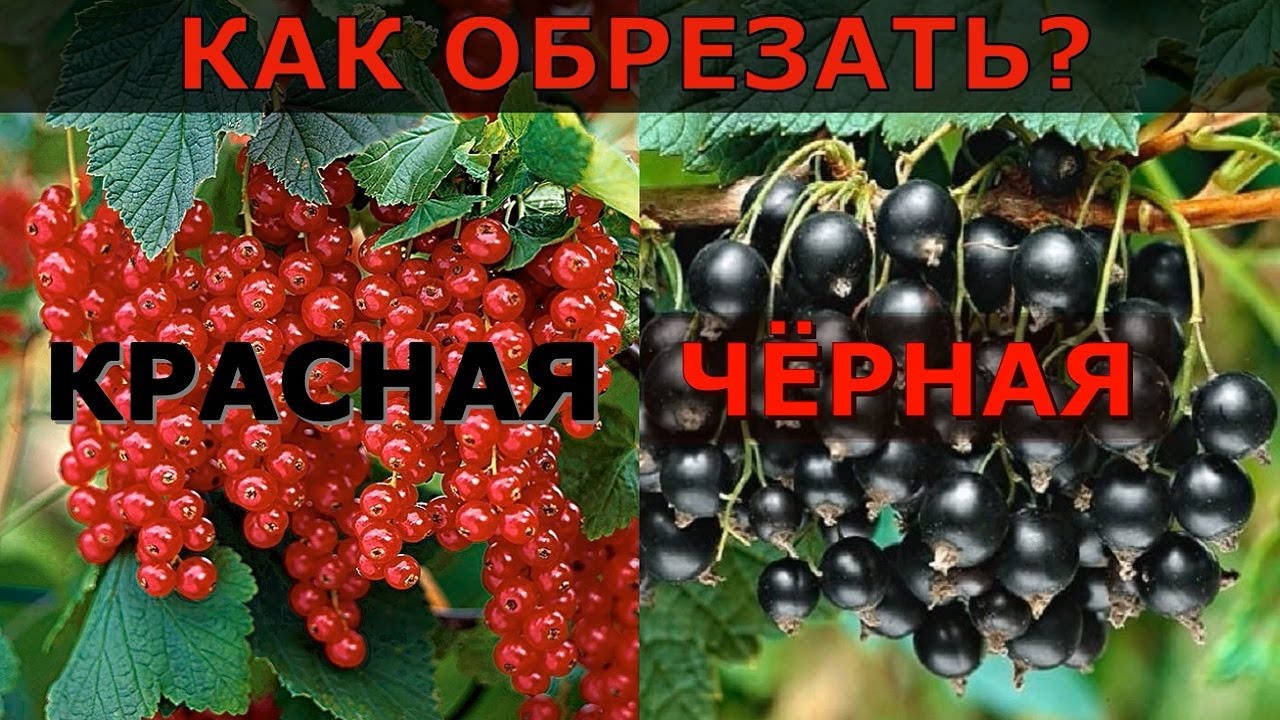 Всё об обрезке смородины - чёрной и красной