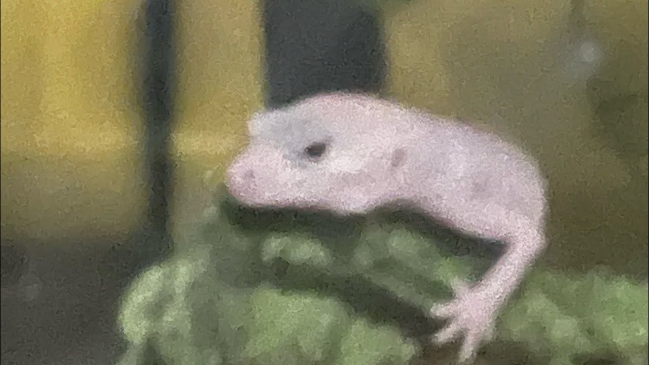 Rango activity cam