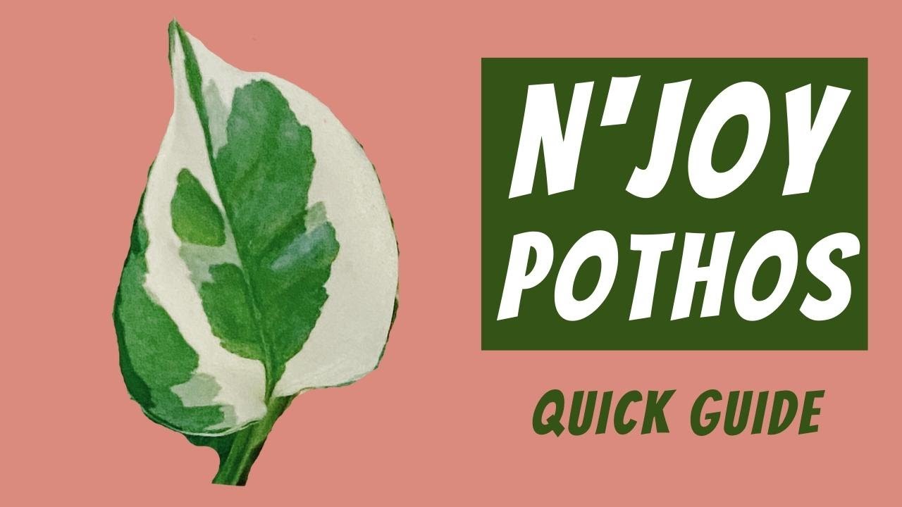 Руководство по уходу за N'Joy Pothos | Epipremnum Aureum 101 | Свет, вода, почва и многое другое