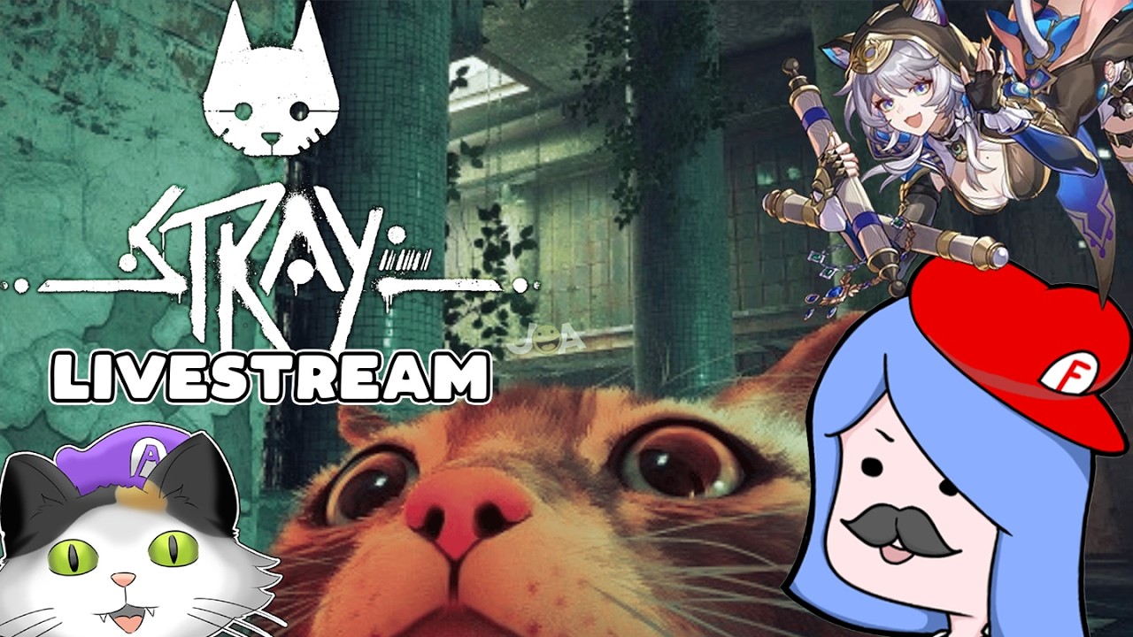 MEOW | Stray Livestream