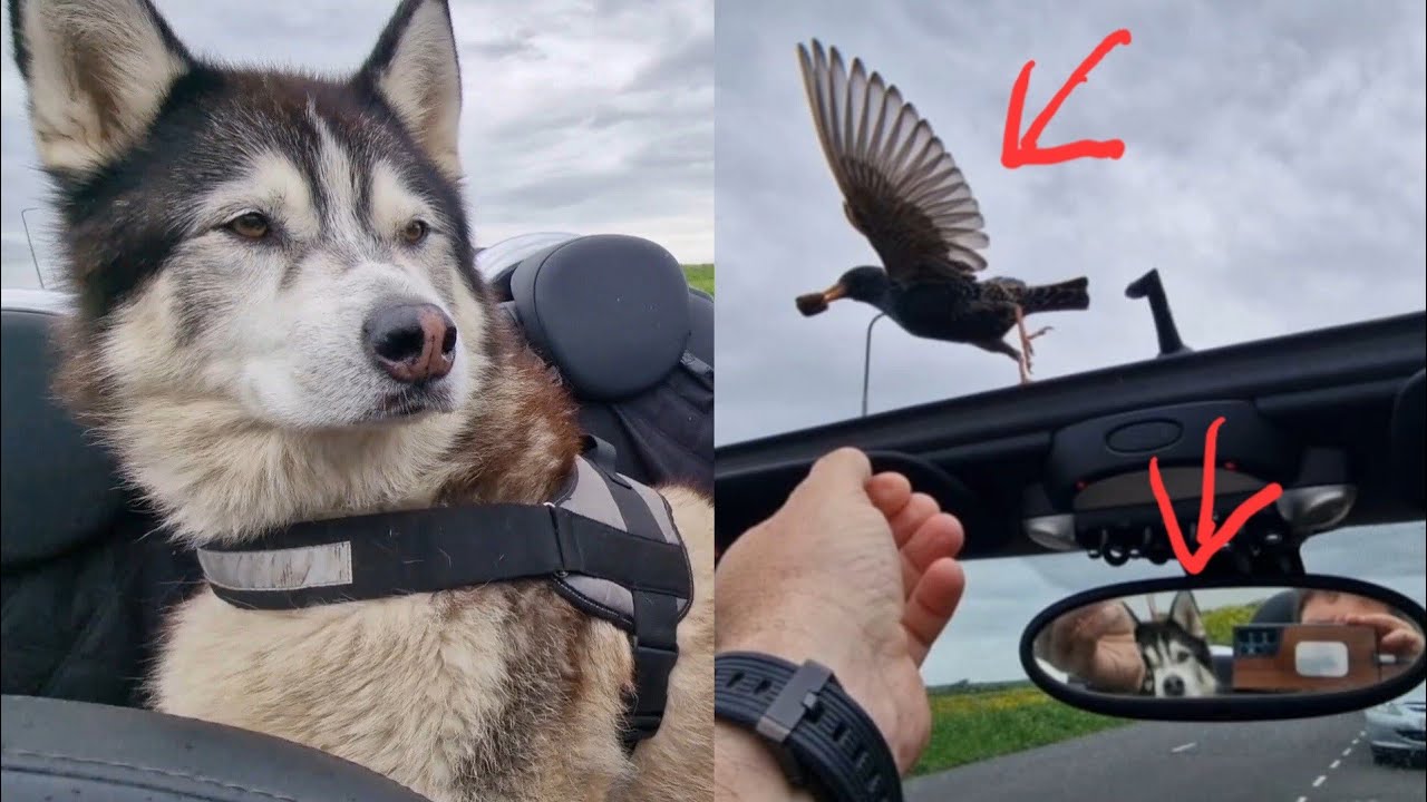 Husky's Face When This Happened!!