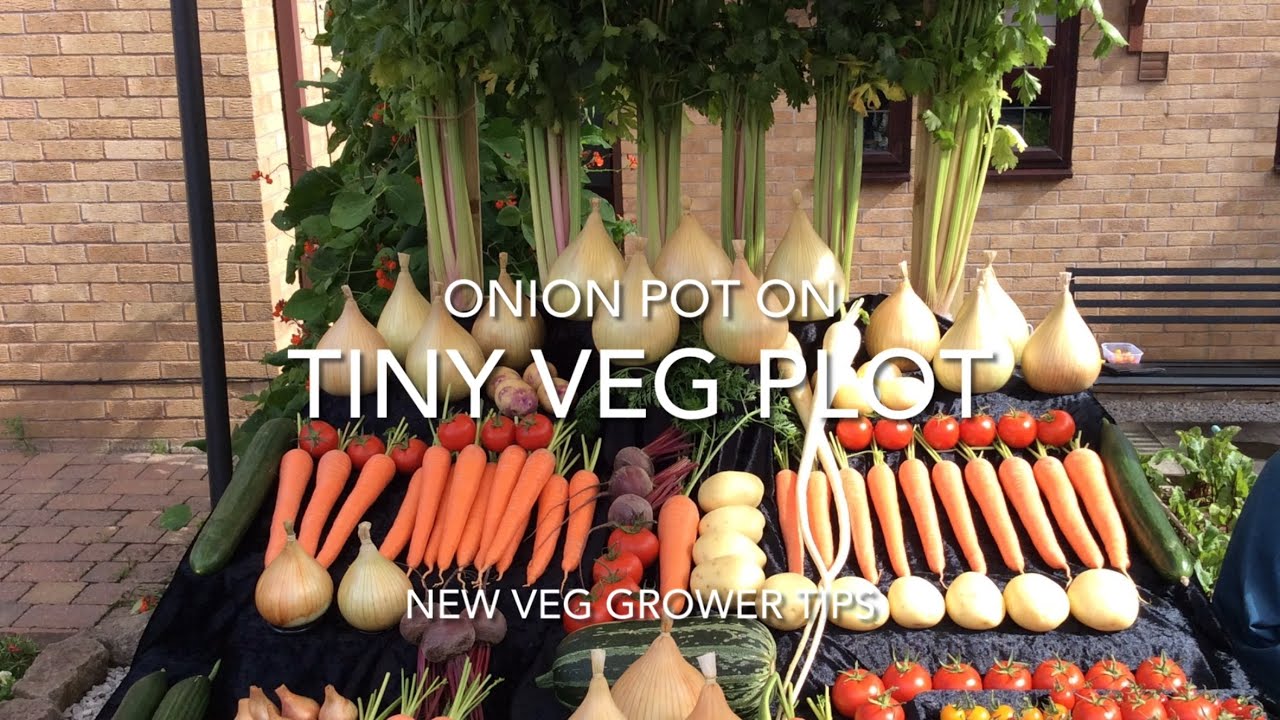Tiny veg plot.  Onion update plus tips for new veg growers