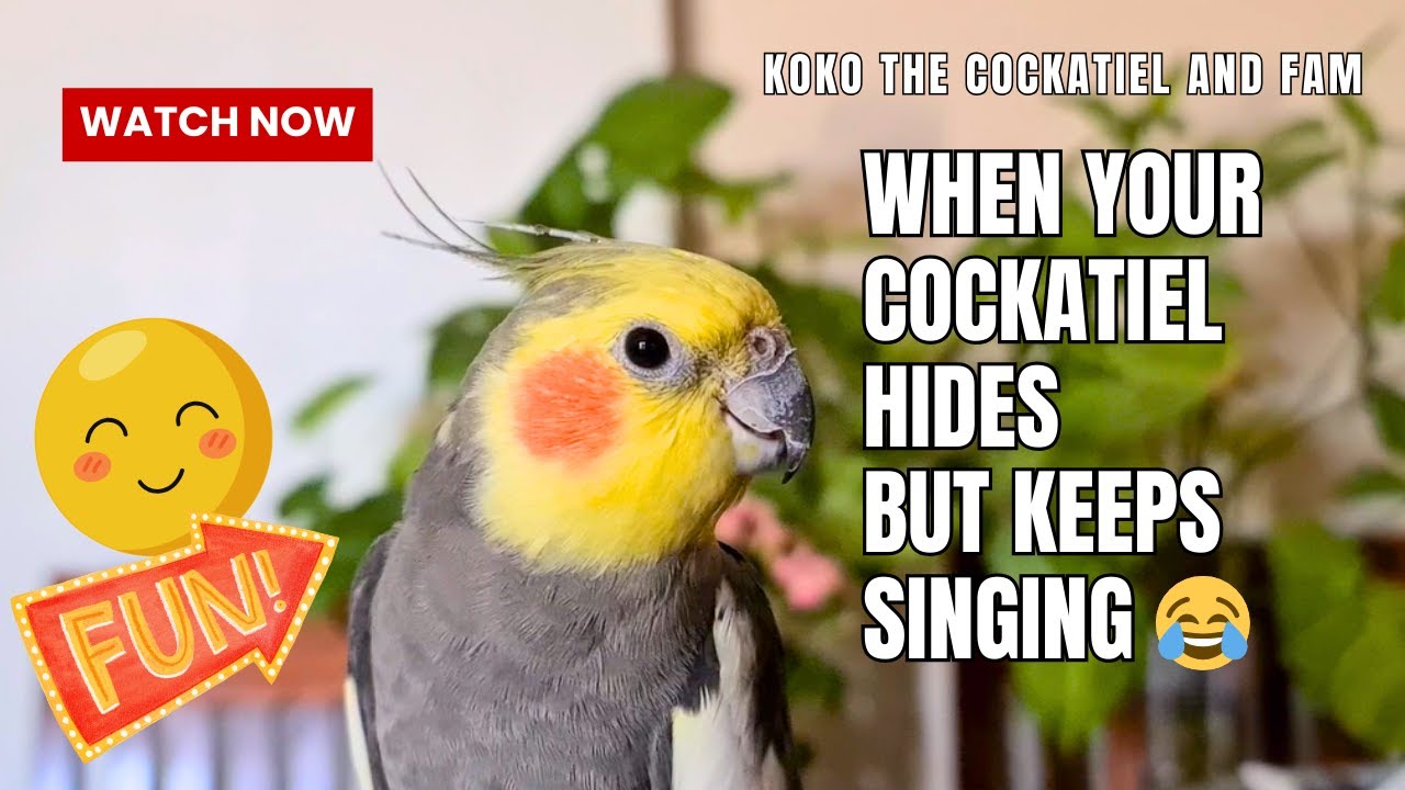 Koko the cockatiel and fam: When Your Cockatiel Hides but Keeps Singing 😂
