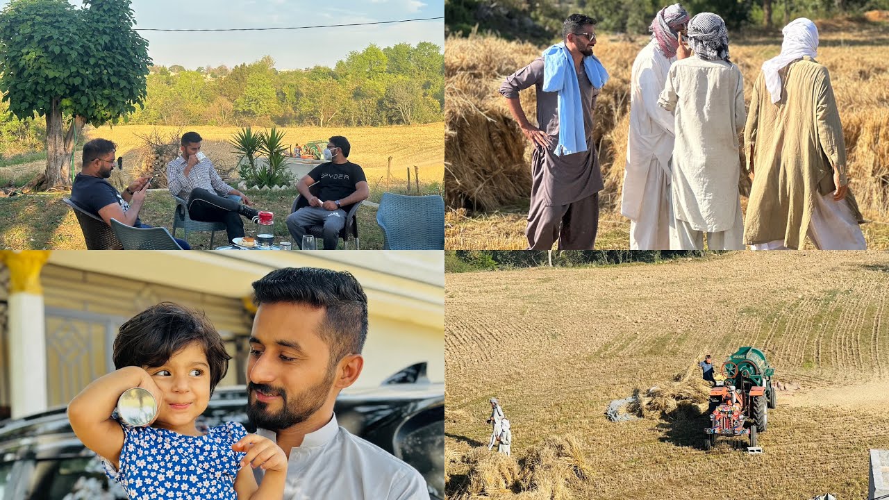 3rd Day of Eid | Wheat harvesting 🌾