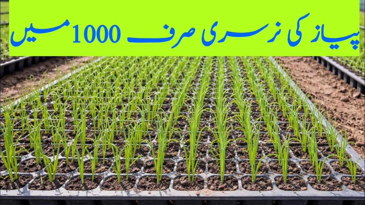 Peyaz ki paneeri for sale | onion 🧅 nursery for sale Talagang | Malik zarri farm Talagang 