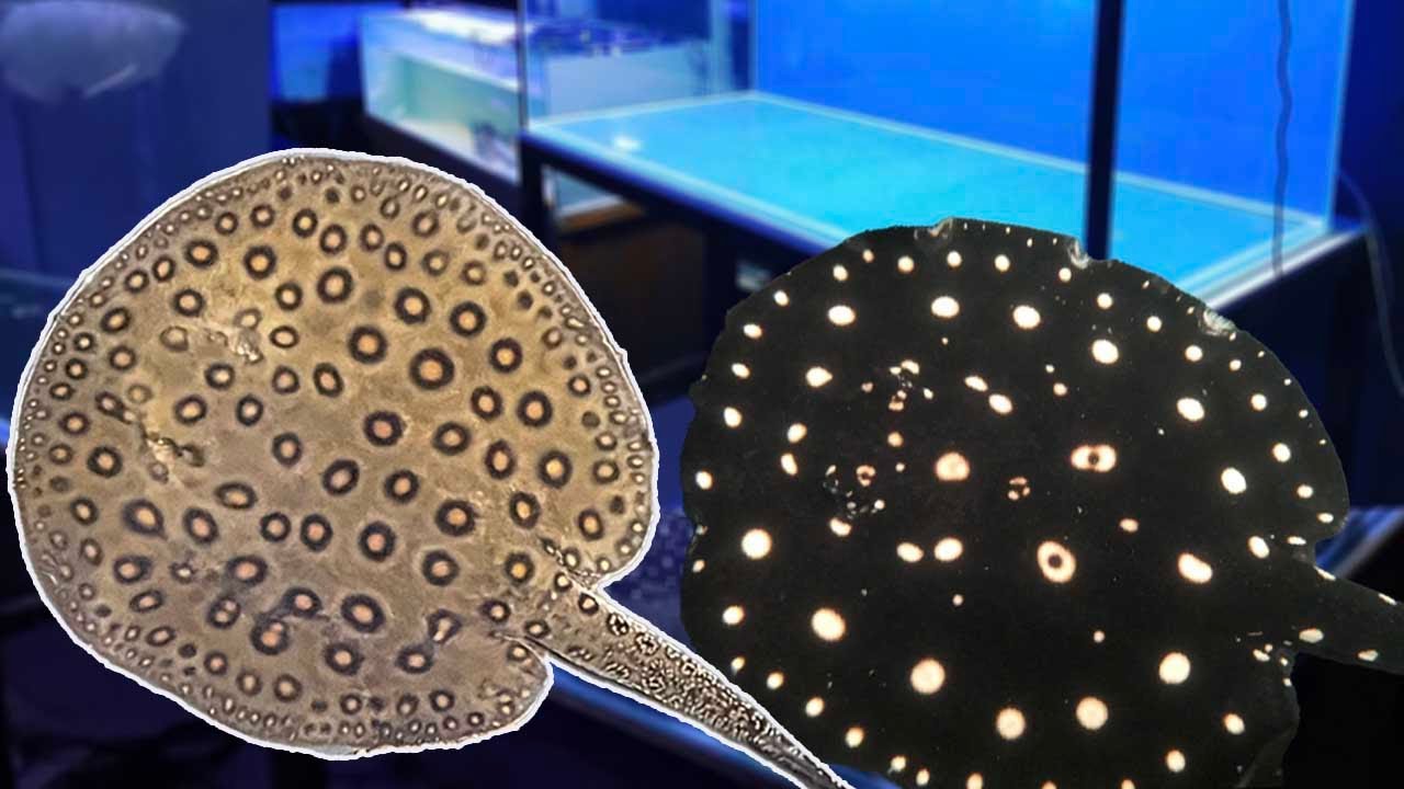Breeding Freshwater Stingrays!