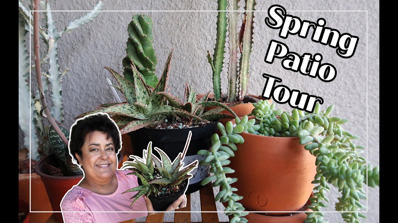 Spectacular Spring Patio Tour of My Succulents and Cacti 🌵🌱😊.