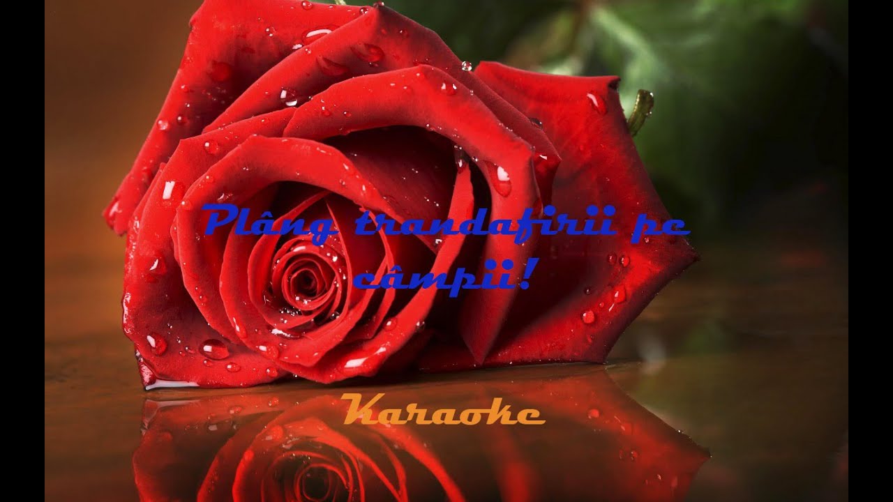 Plâng trandafirii pe câmpii - Karaoke