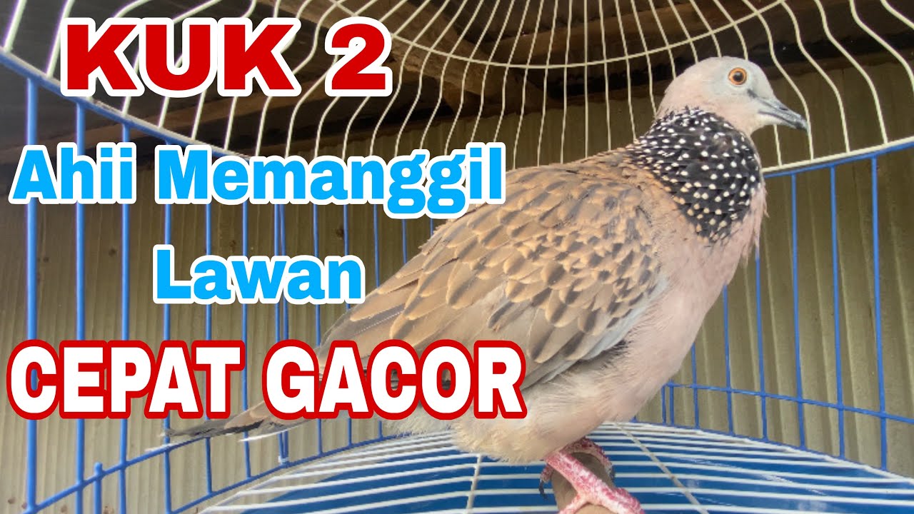 KUK 2 Ahii Memanggil Lawan CEPAT GACOR