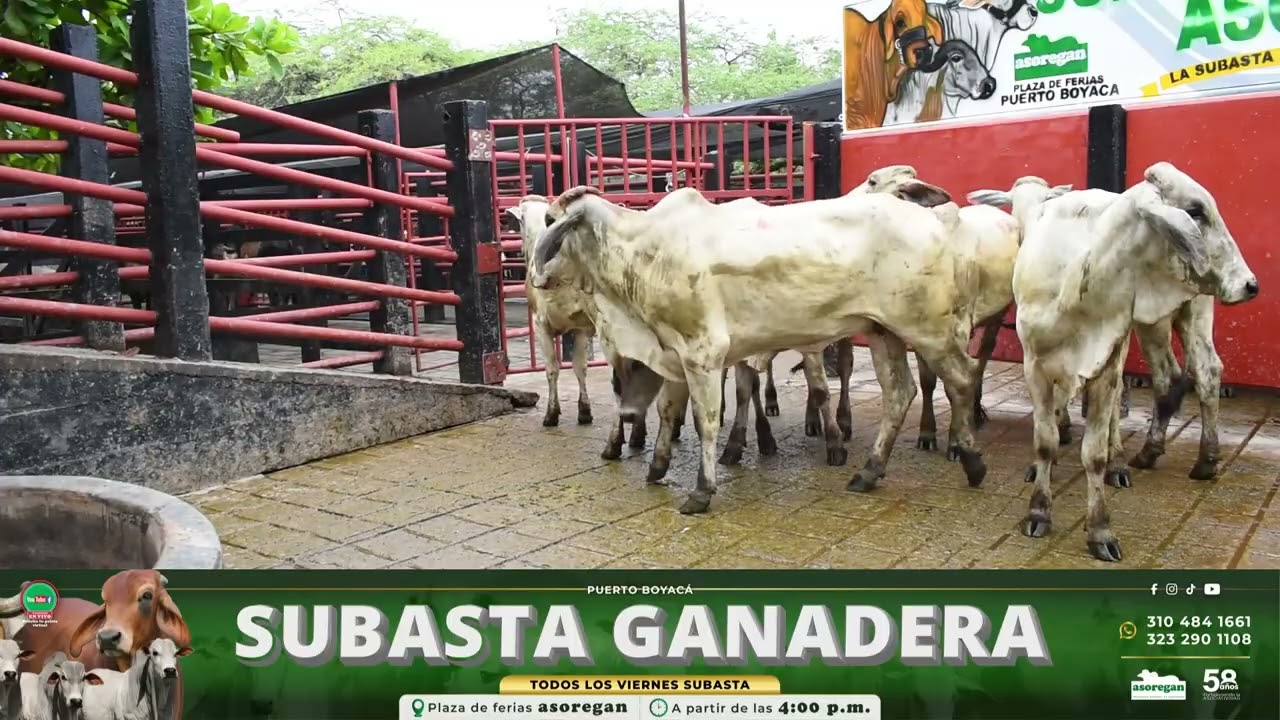 Lote 56 Subasta 13 de Marzo de 2026