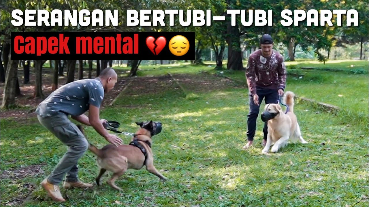 COBAAN PERSAHABATAN SNOWEE DAN SPARTA, BISAKAH AKUR LAGI? HUHU