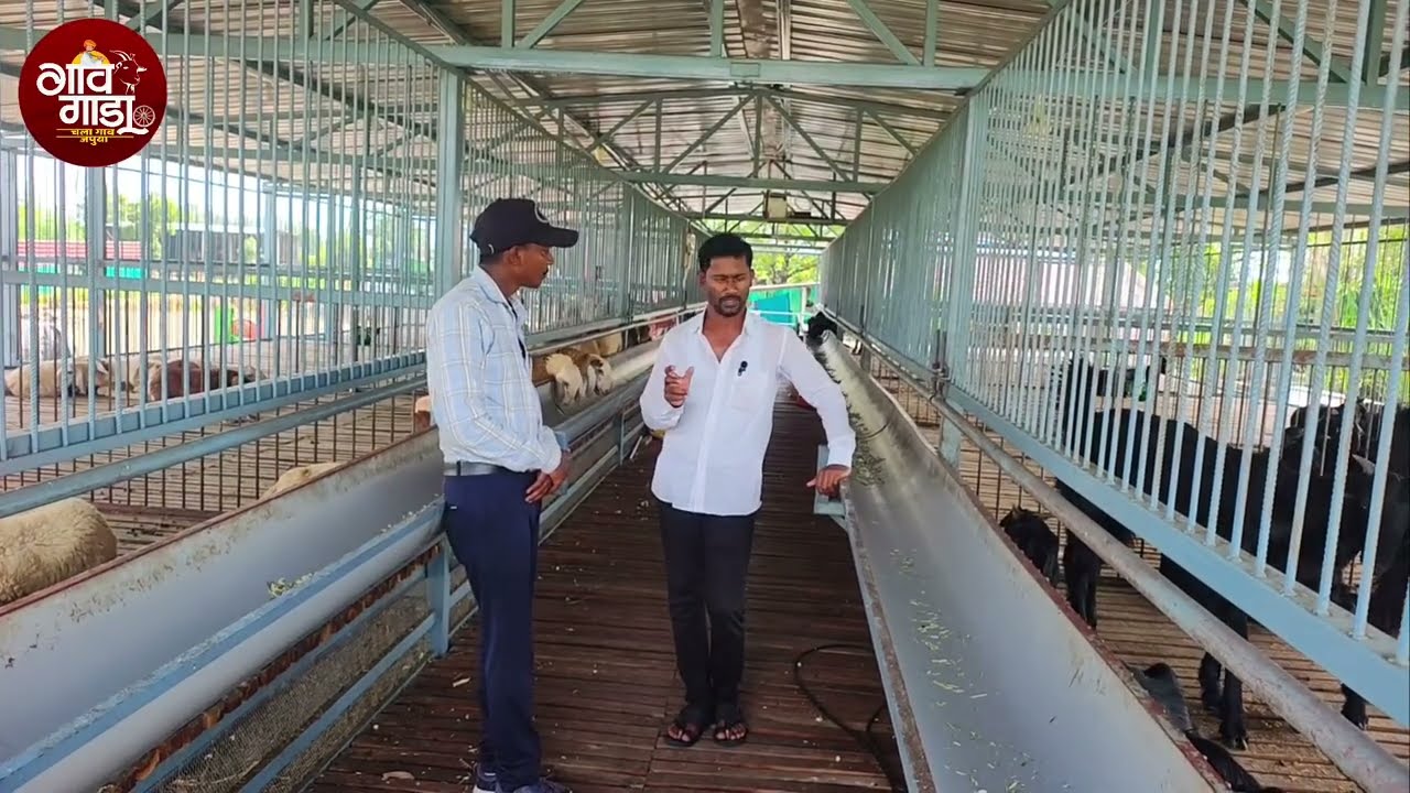 माडग्याळ मेंढी केली बंदिस्त,काठेवाडी शेळी आणि गावरान कुक्कुट पालन ,असे आहेत जाधव बंधूंचे व्यवसाय.