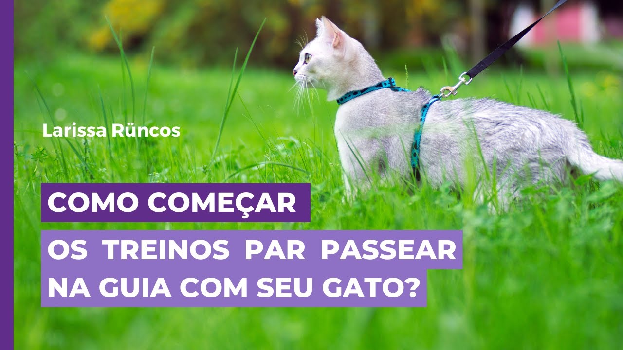 COMO COMEÇAR OS TREINOS PARA PASSEAR NA GUIA COM SEU GATO?