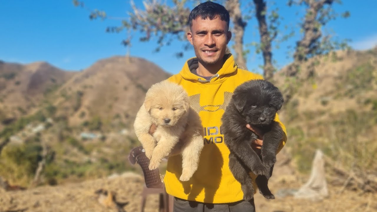 असली भोटिया कुत्ते (Himalayan Sheepdog) की पहचान kese kre dhekhe video Mai 