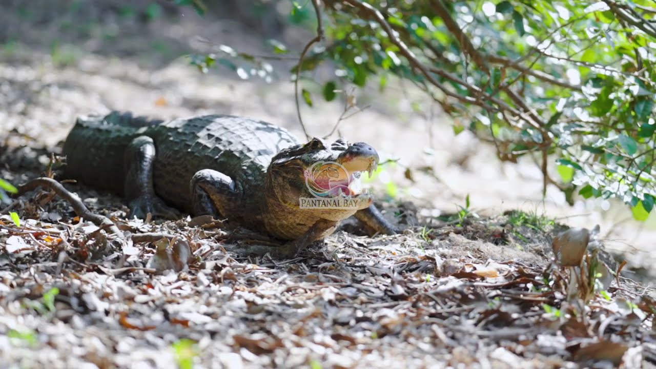 Um Paraíso no Pantanal Norte Brasileiro! Tour Pelas Áreas da Pousada Piuval e Seus Animais