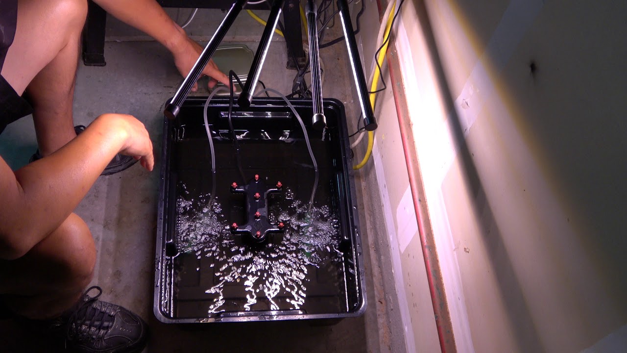 Adding aerator pump and oxygen emitters to aeroponic cloning system to boost root growth
