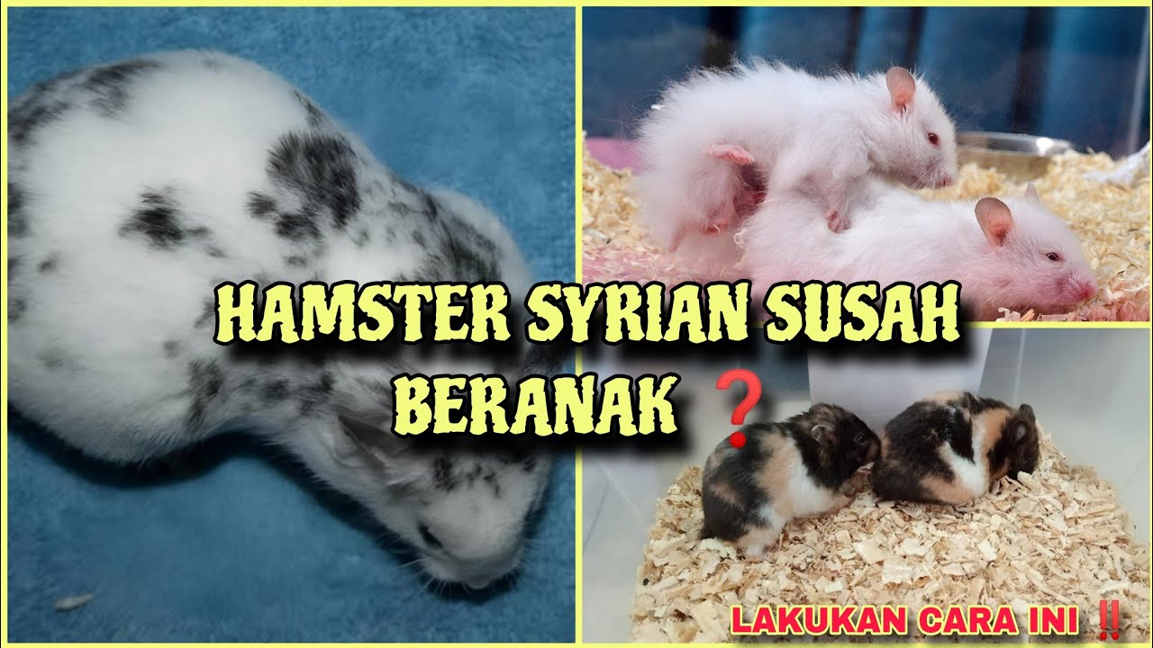 HAMSTER SYIRIAN SUSAH BERANAK INI CARA MENGAWINKAN HAMSTER SYIRIAN
