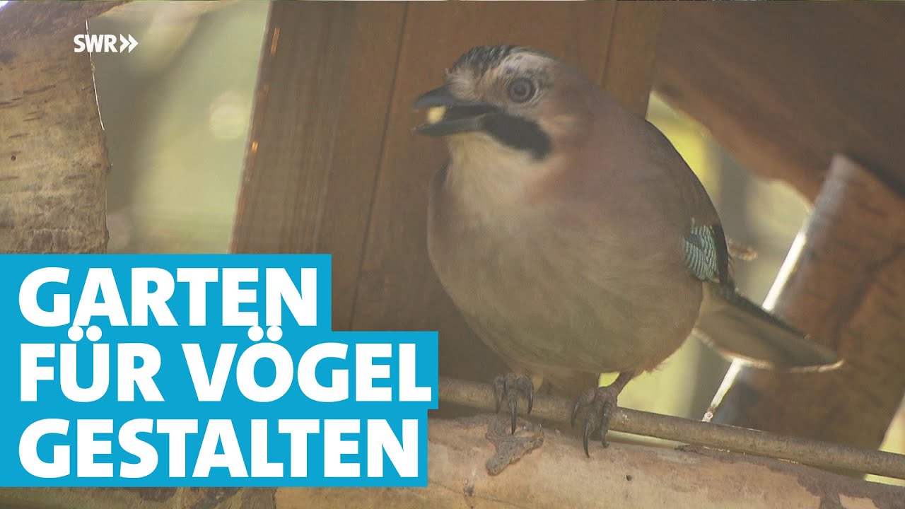 So gestalten Sie ihren Garten vogelfreundlicher