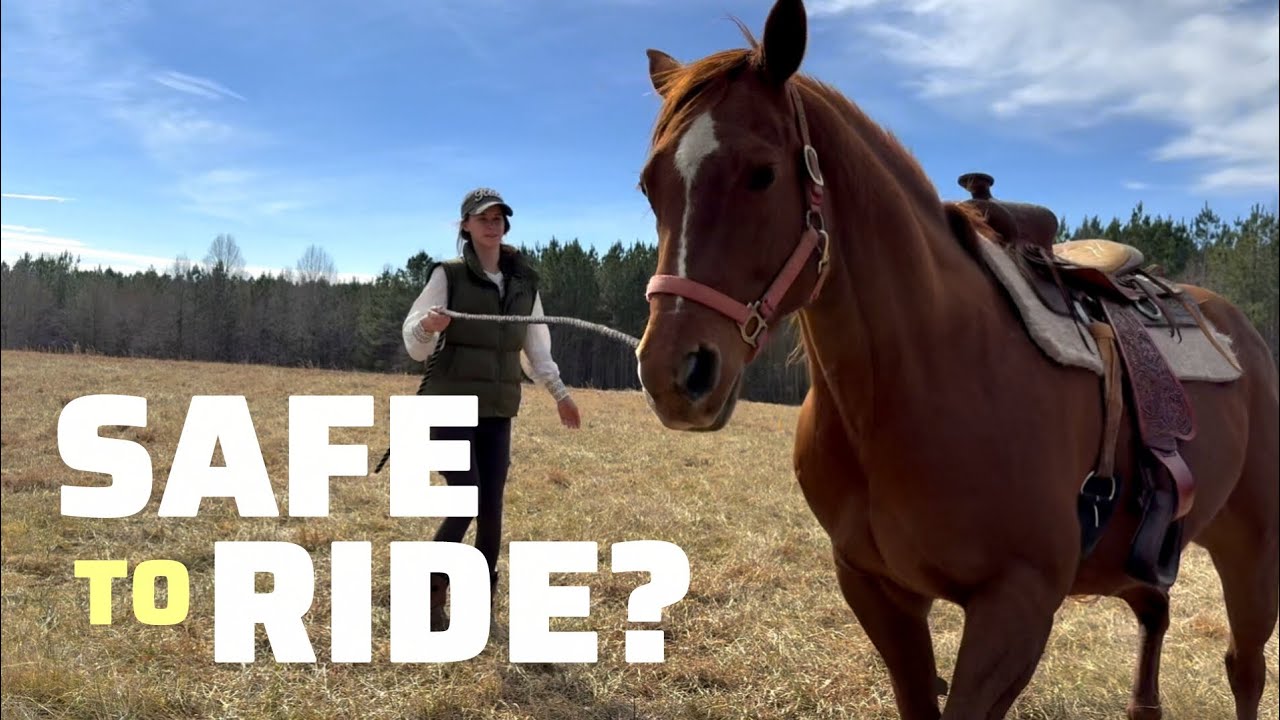 These Horses Haven't Been Ridden in YEARS?