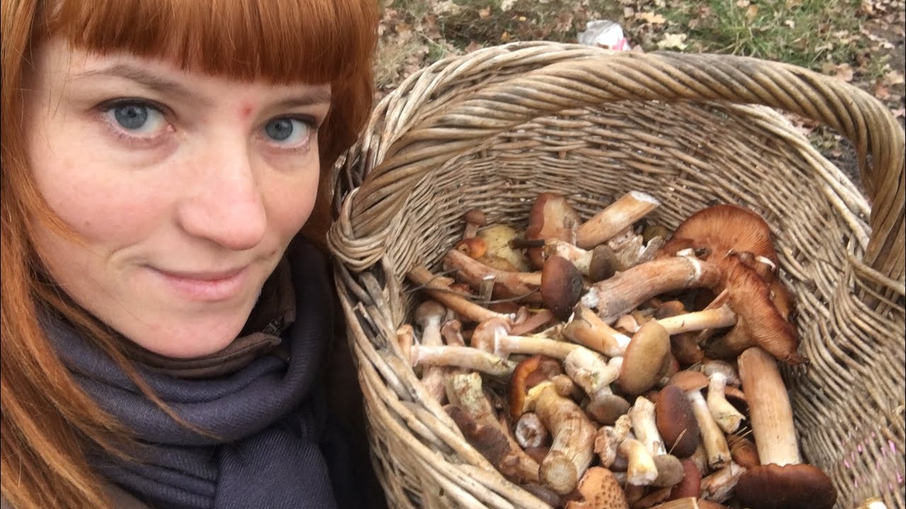 ГРИБЫ В НОЯБРЕ: Часть 2. Опенок осенний, Ложноопенок кирпично-красный, Говорушка переверутая