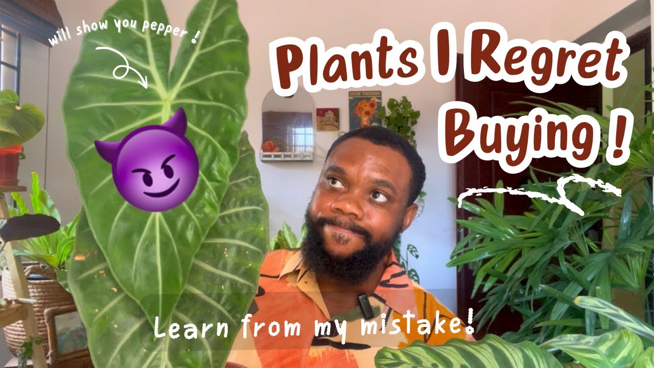 Plants I will never buy again ! De-influencing overrated house plants .
