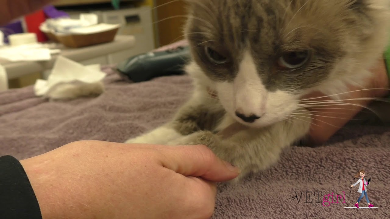 VETgirl Ivermectin Toxicity Cat