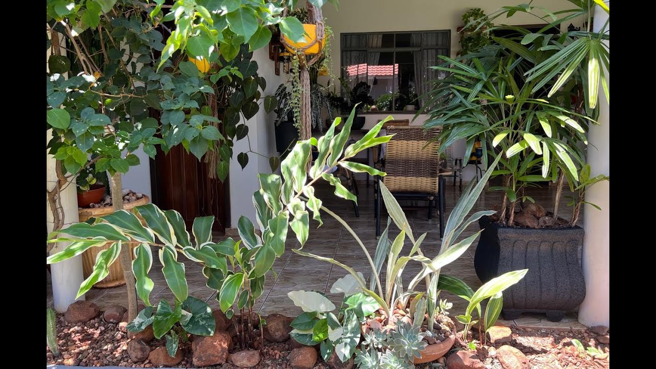 TOUR NO JARDIM SOMENTE POR PLANTAS VARIEGATAS. MUITA BELEZA,, ALGUMAS RARAS.  Ateliê Florescer