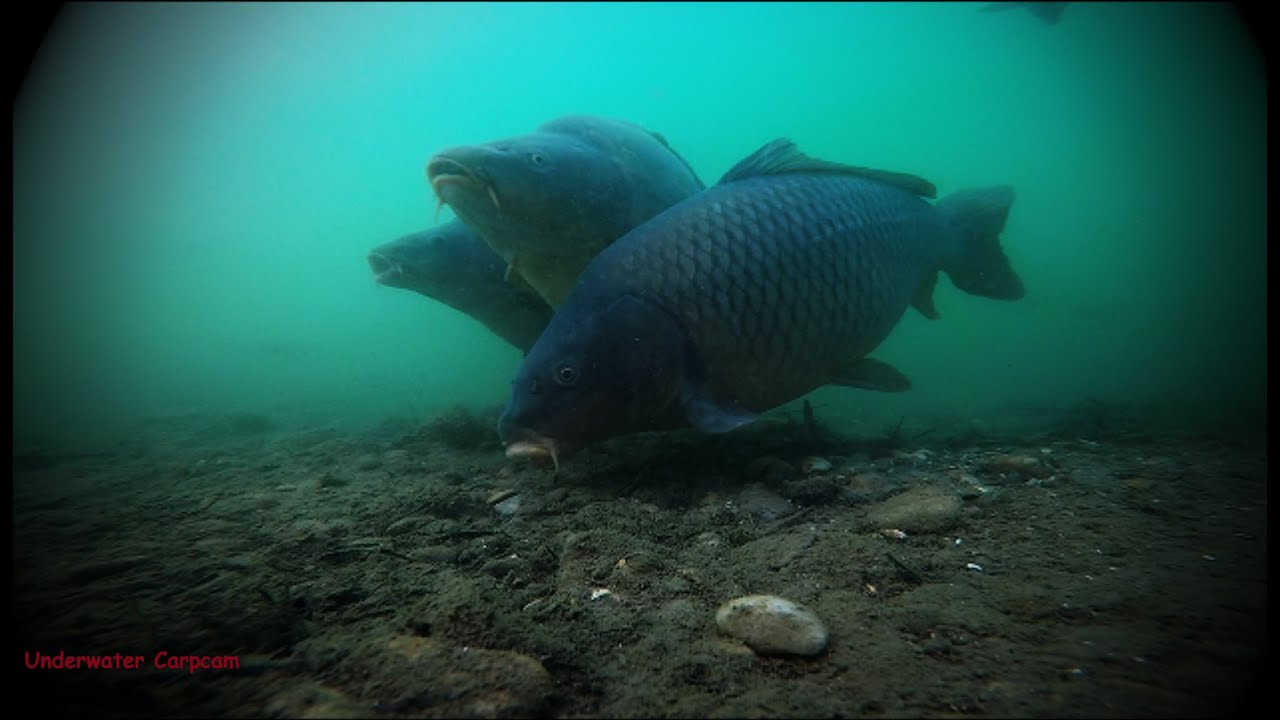 Underwater Carpcam #1