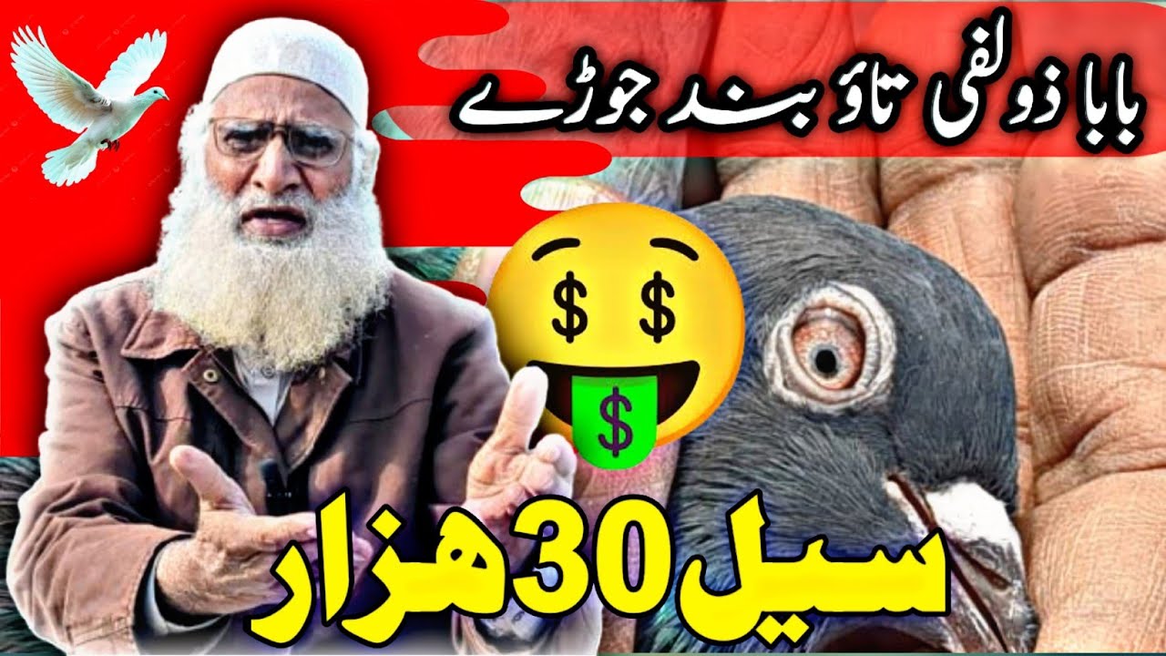 Baba Zulfi Teddy King Pigeon Pair Sale 😱 | 30,000 Tao Band