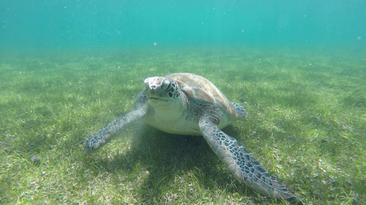 4K - See how a sea turtle eat sea grass (with funny sound!)  - Akumal Mexico