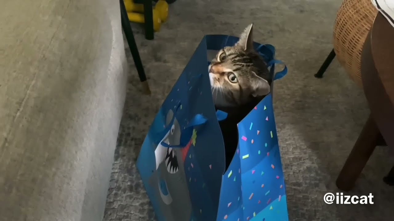 The Cat’s Out Of The Bag!… or in the bag