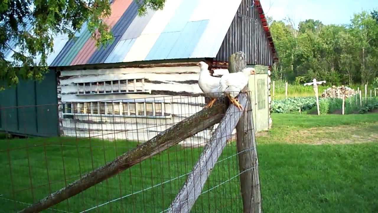 Ducklings Meet Chickens Didn't Go To Well Escape In Progress #09 Raising Ducks - Day 13