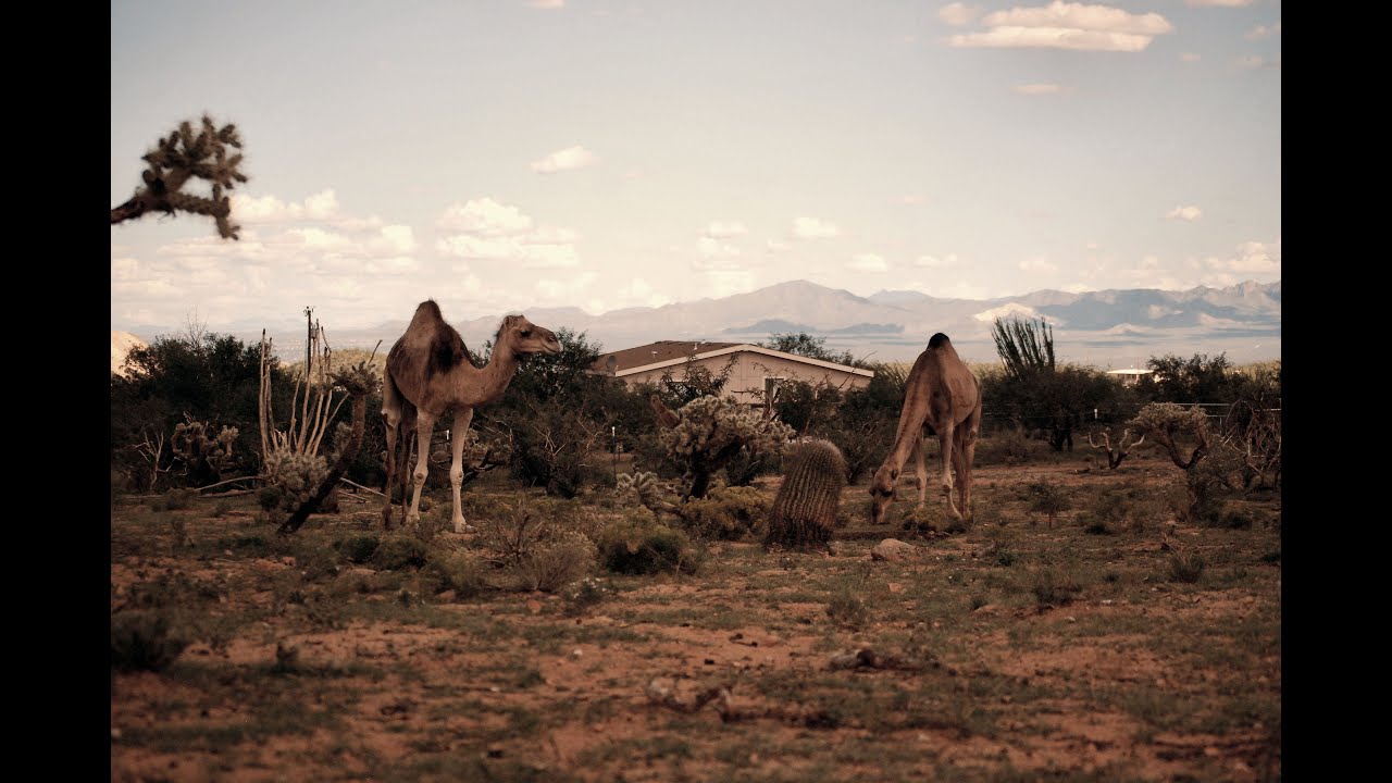 Mouflon Ram prefers to eat with Camels - Love Triangle?