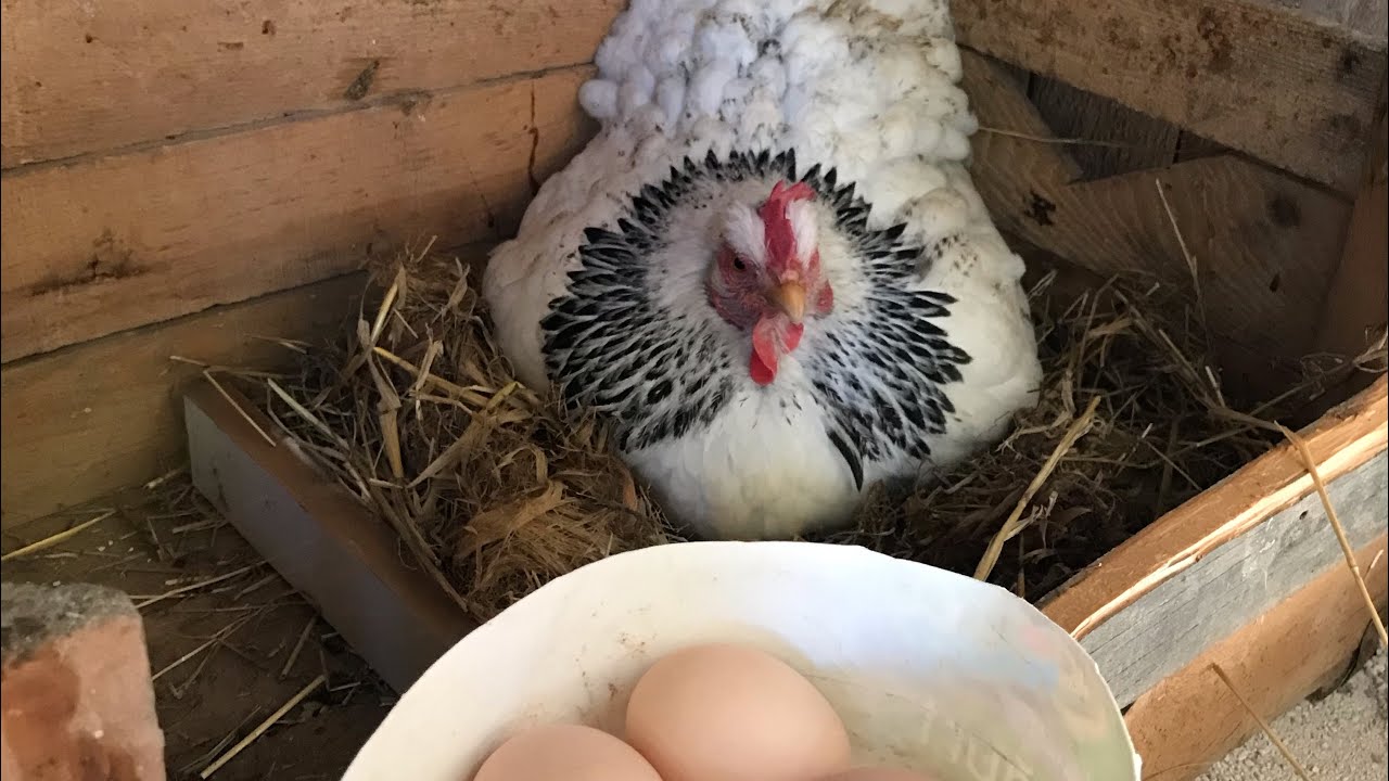 Gurk brahma ve black australorp tavuklarımız