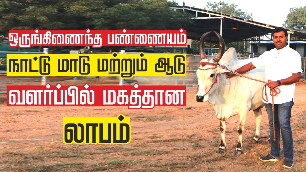 NATTU MAADU VALARPU IN TAMIL | பாகுபலி மாடு வளர்ப்பில் இவ்வளவு லாபமா? | ORUNGINAINTHA PANNAI AMAIPPU
