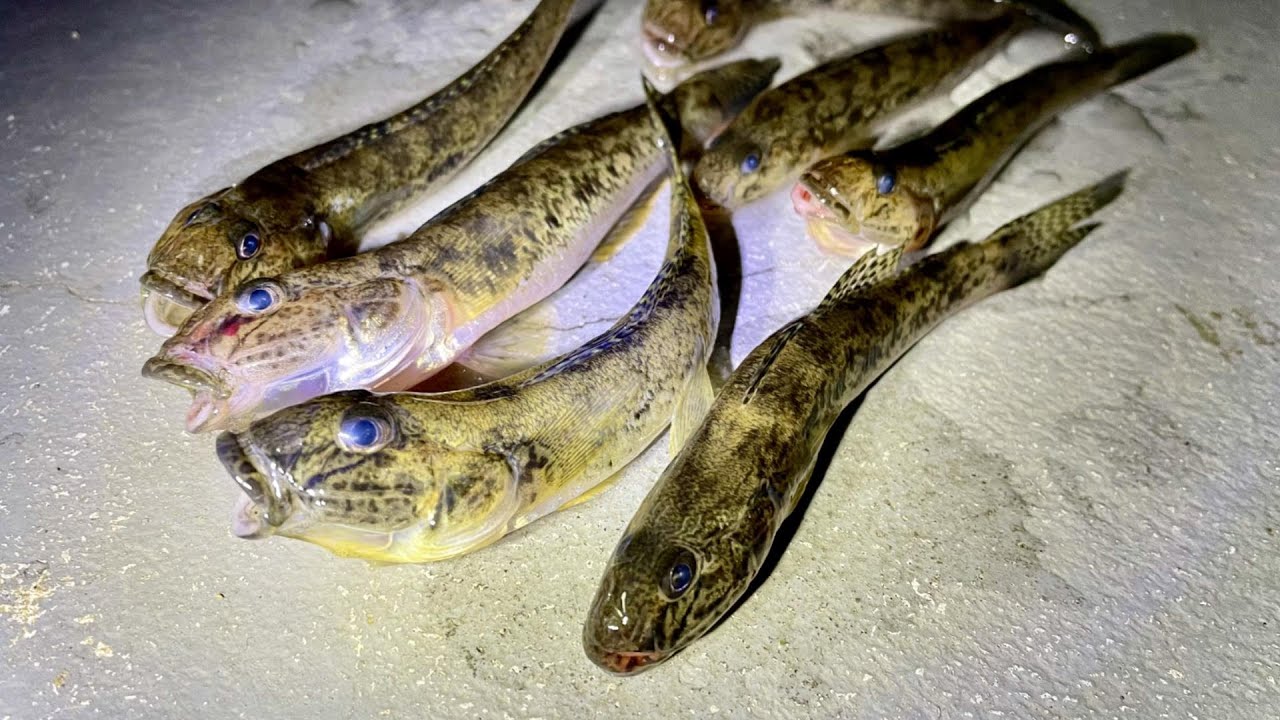 冬の落ちハゼ釣りは夜間が有利！！
