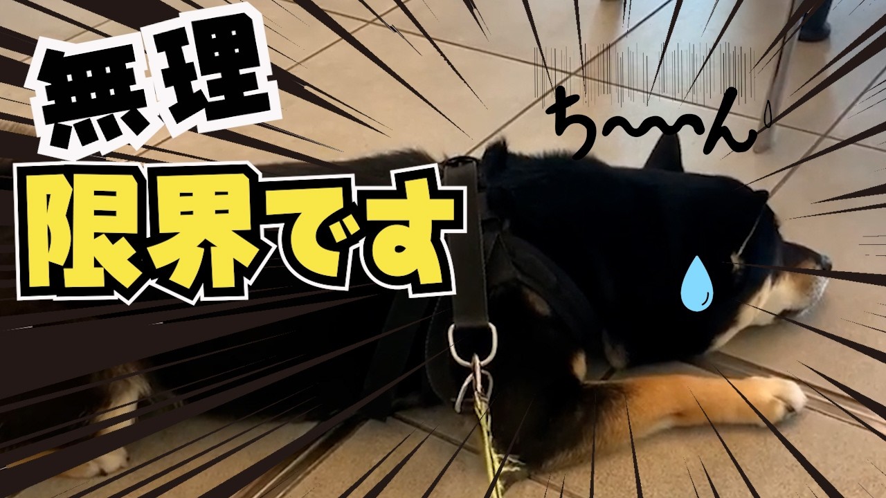 駐車場で察した柴犬…その後まさかの展開