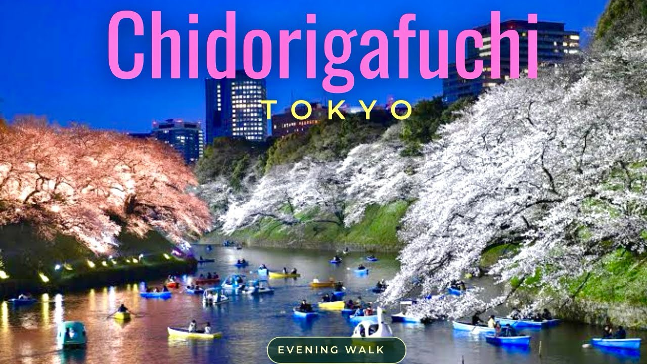 𝐓𝐨𝐤𝐲𝐨 𝐜𝐡𝐞𝐫𝐫𝐲🌸𝐁𝐥𝐨𝐬𝐬𝐨𝐦 𝟐𝟎𝟐𝟒// 𝐂𝐡𝐢𝐝𝐨𝐫𝐢𝐠𝐚𝐟𝐮𝐜𝐡𝐢 𝐩𝐚𝐫𝐤// 𝟒𝐊walk 