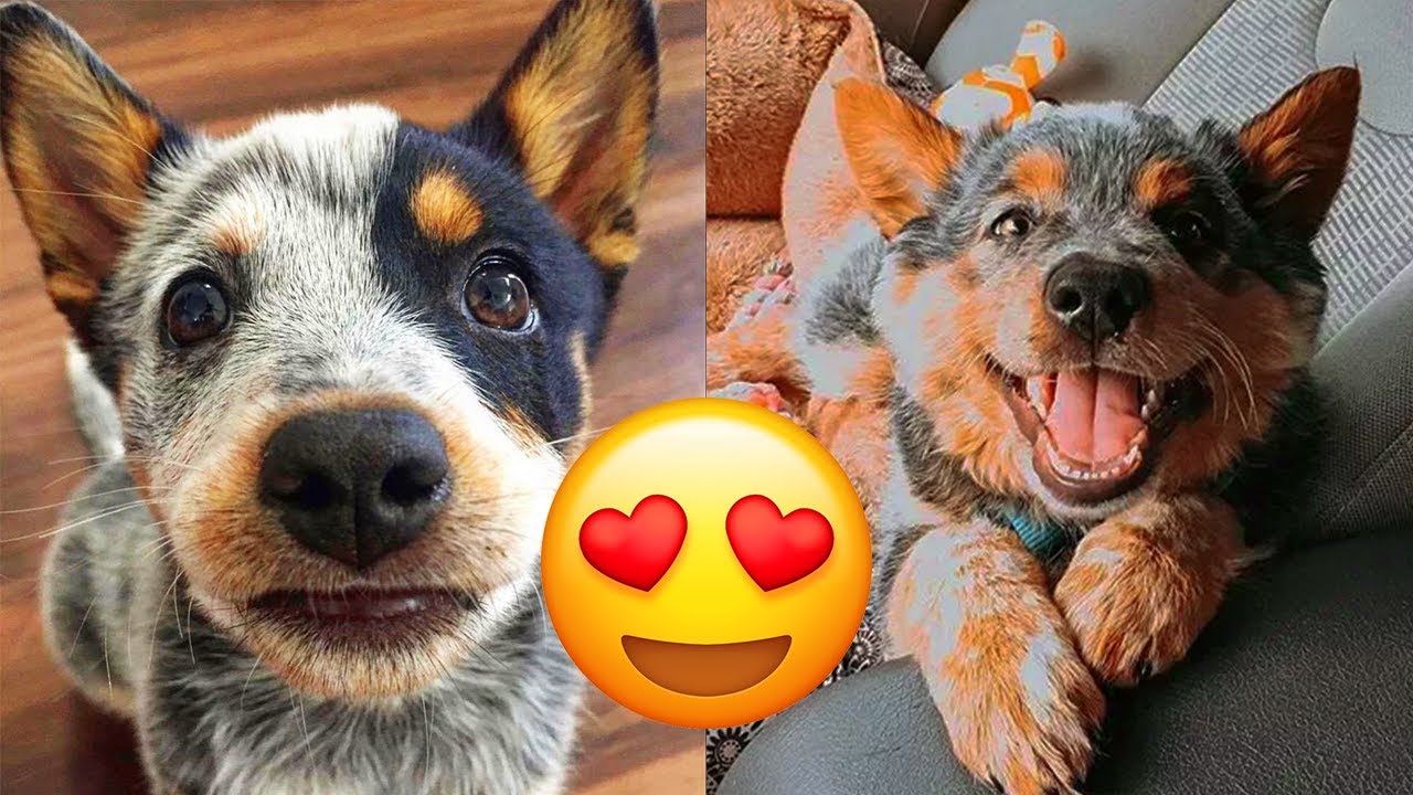 Australian Cattle Dog — Cute And Hilarious Videos And Tik Toks Compilation