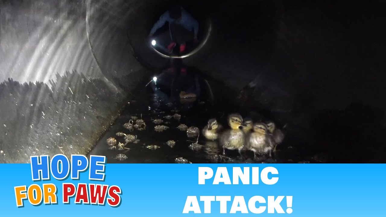 Rescuer has a panic attack during a rescue - I had to get her out! #wildlife