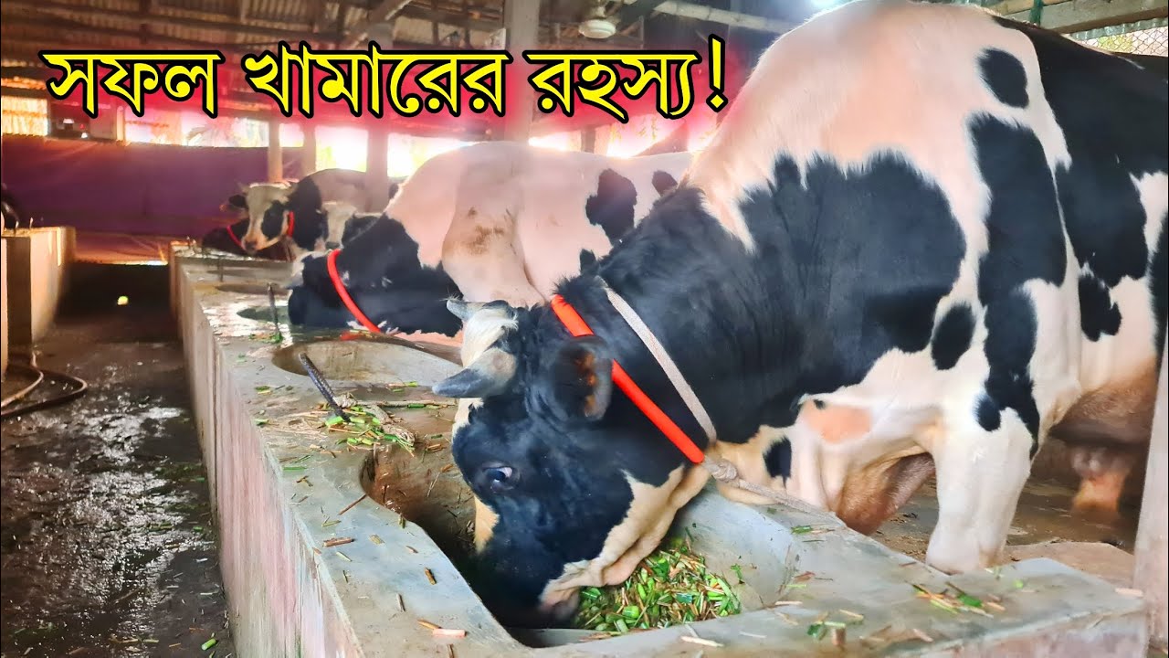 বড় গরুর খামার ভিজিট: এই ৪টা শিক্ষা বদলে দেবে আপনার খামারের ভাগ্য