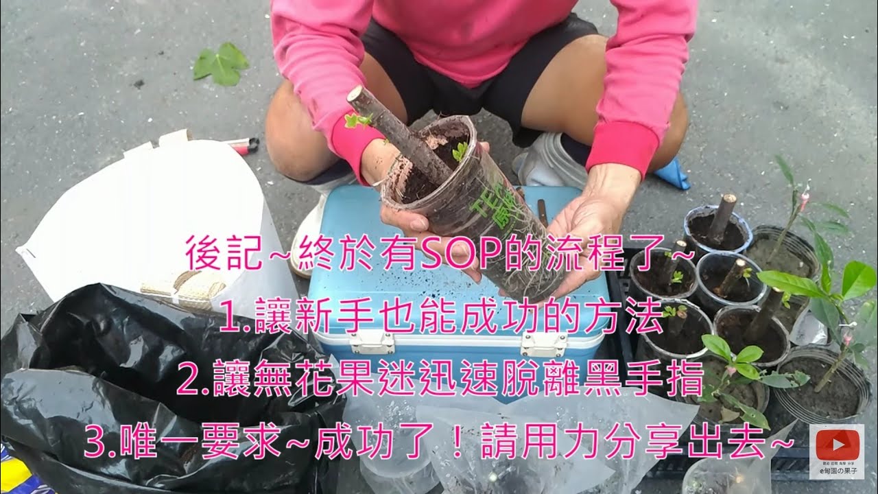 「無花果扦插」我的SOP流程(1)