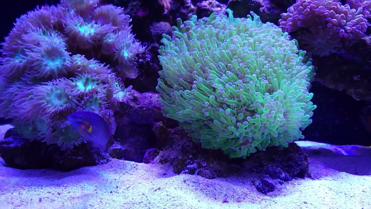 Melanurus Wrasse Reefer250