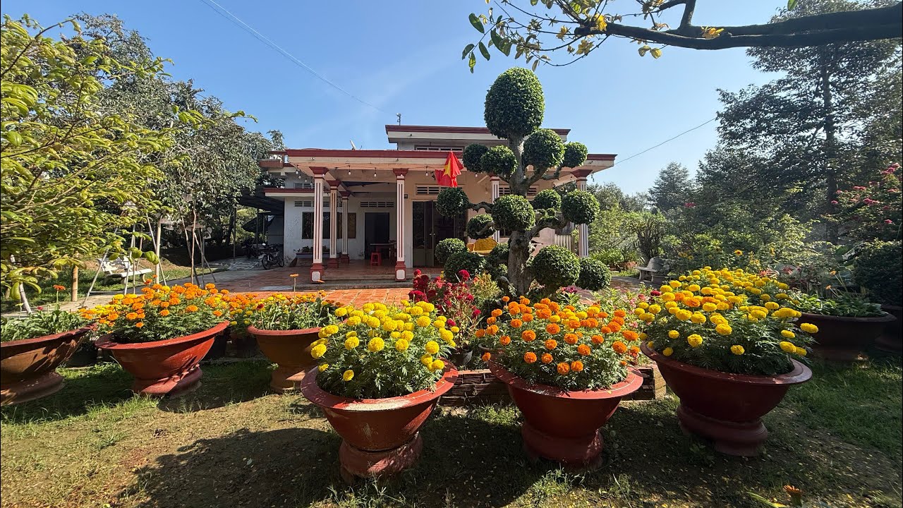 Hoa nhà trồng Tết 2026
