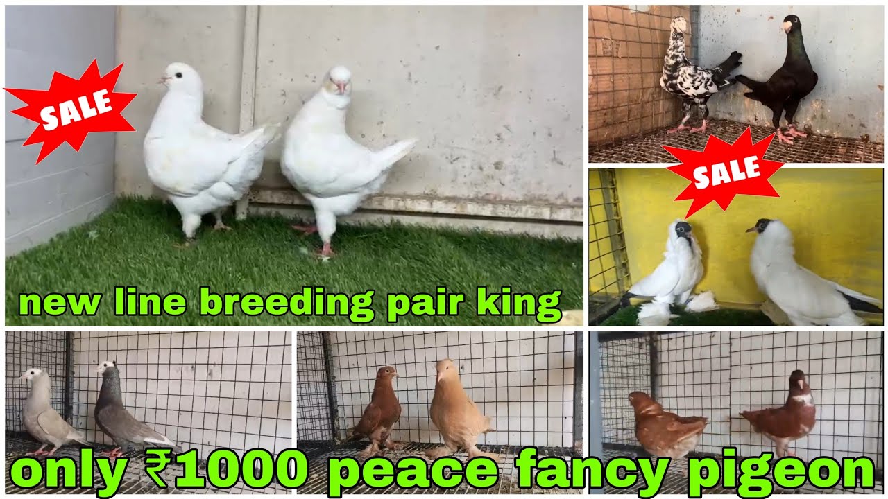 Lahori Siraji 🕊️ Mukhi, frillback, madina 😍king, more head, beauty humour #pigeon #kabootar #kabutar