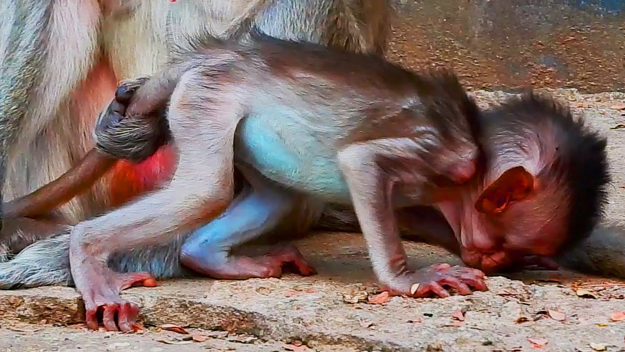 Look pity baby Vigo still need milk from mother