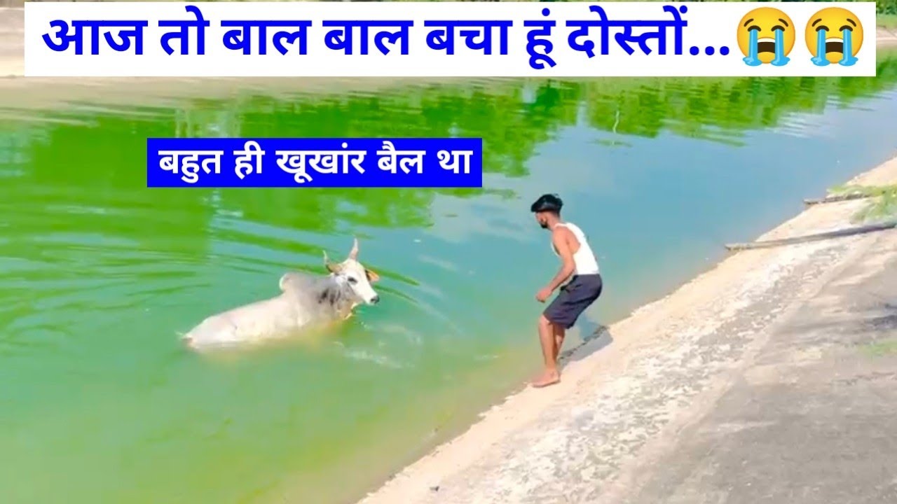 आज तो बाल बाल बच गए 😭 बहुत ही खूखांर बैल को बड़ी मुश्किल से निकाला नर्मदा नहर से बहार सभी साथियों ने