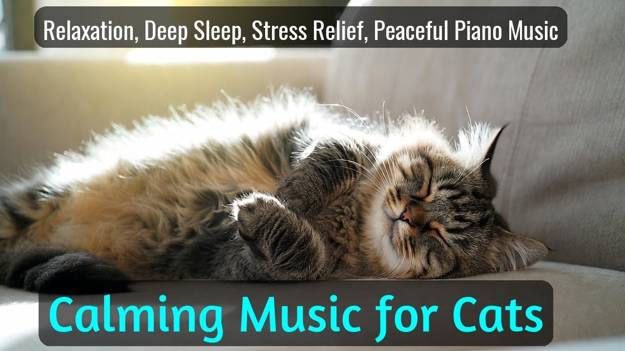 LIVE Peaceful Sleeping Kitten for Anxiety Relief 🌙 | Season 65