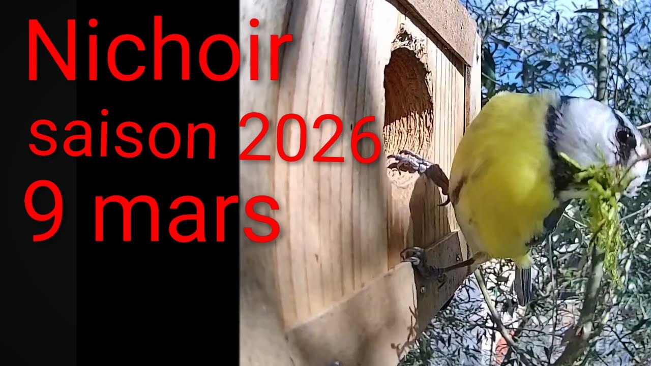 Nichoir saison 2026: 9 mars nidification des mésanges bleues #nichoir #nature #birds