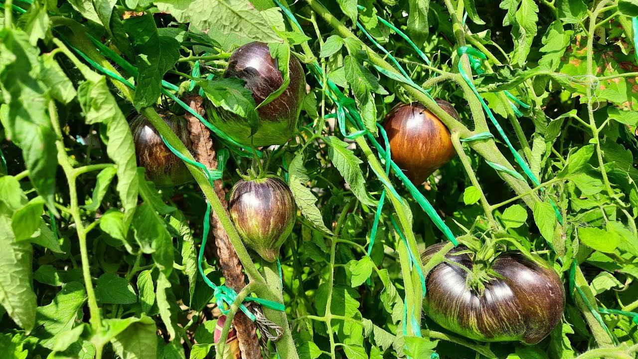 Я ОБАЛДЕЛА КОГДА ЕГО РАЗРЕЗАЛА😋ПЕРВЫМ НА ЮГЕ ПОСПЕЛ ТОМАТ ВОССТАВШИЙ ЗВЁЗДНЫЙ ИСТРЕБИТЕЛЬ🍅